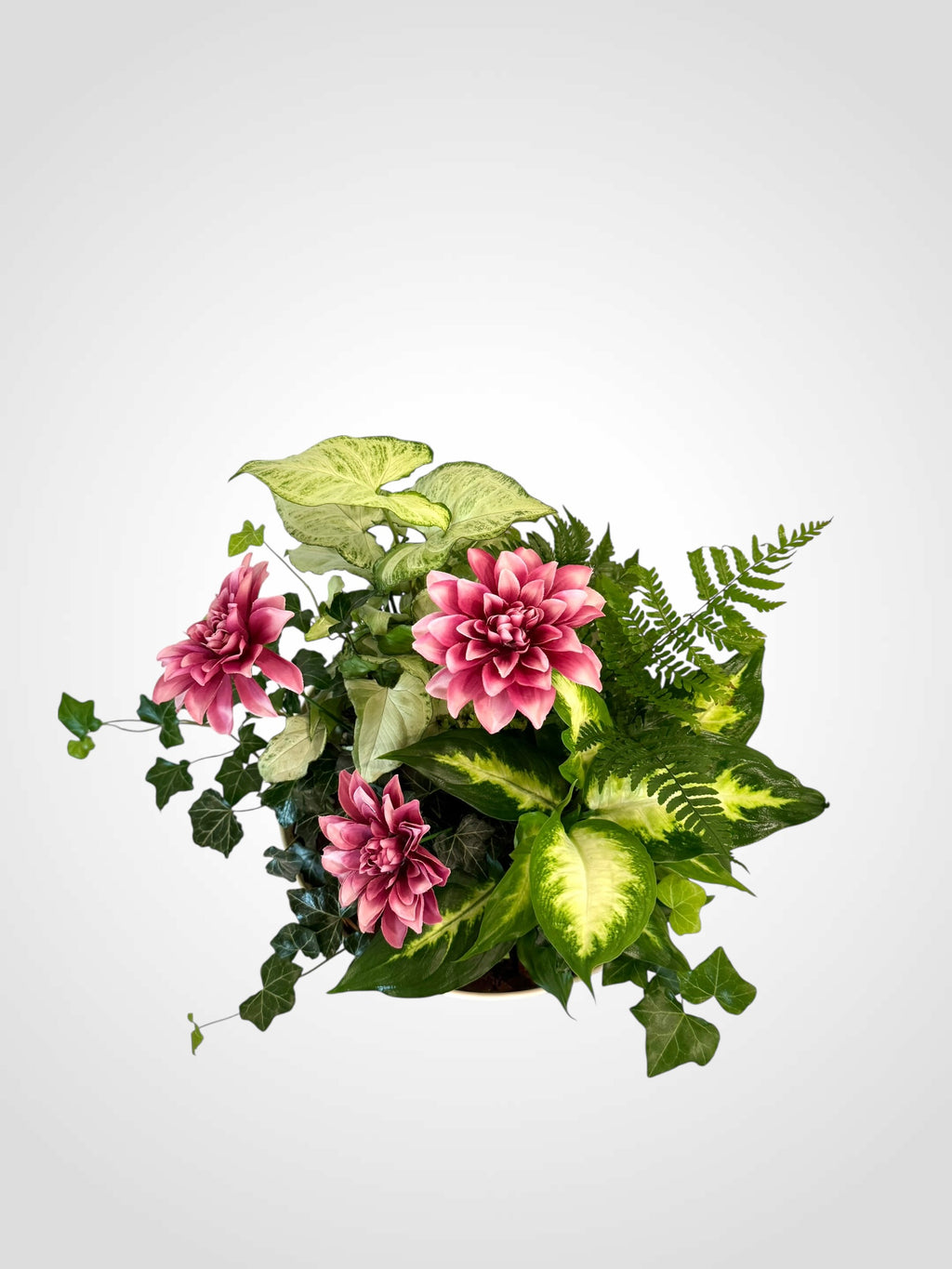Dish Garden Foliage Arrangement - Large | White Base