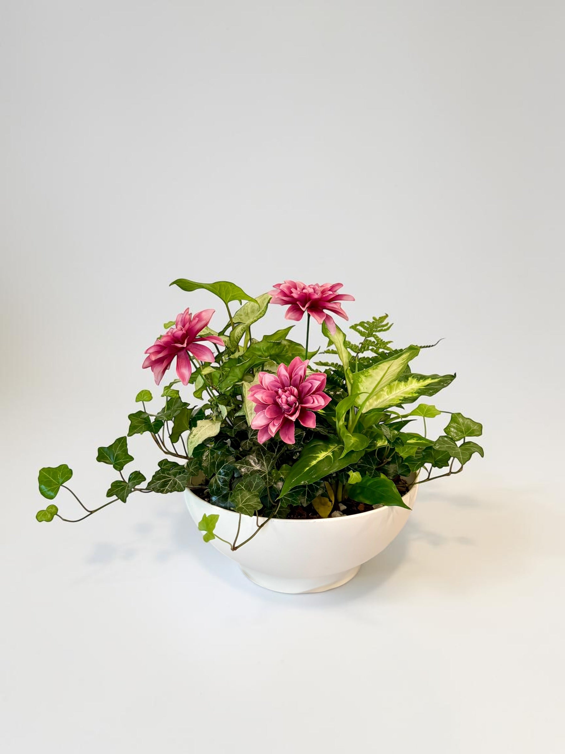 Dish Garden Foliage Arrangement - Large | White Base