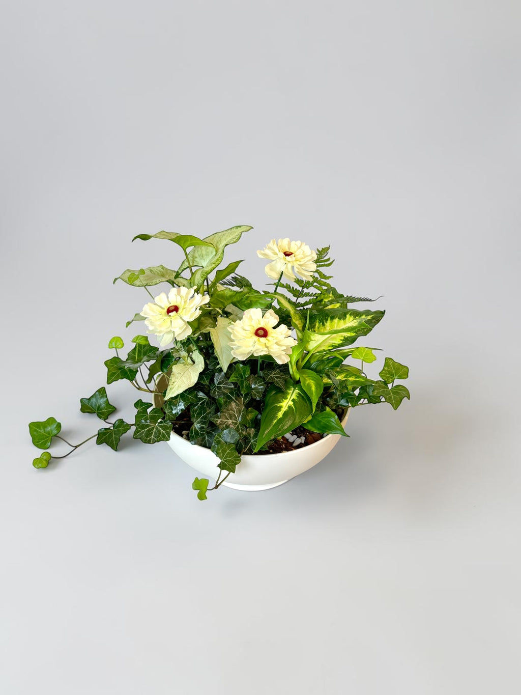 Dish Garden Foliage Arrangement - Large | White Base | Sympathy
