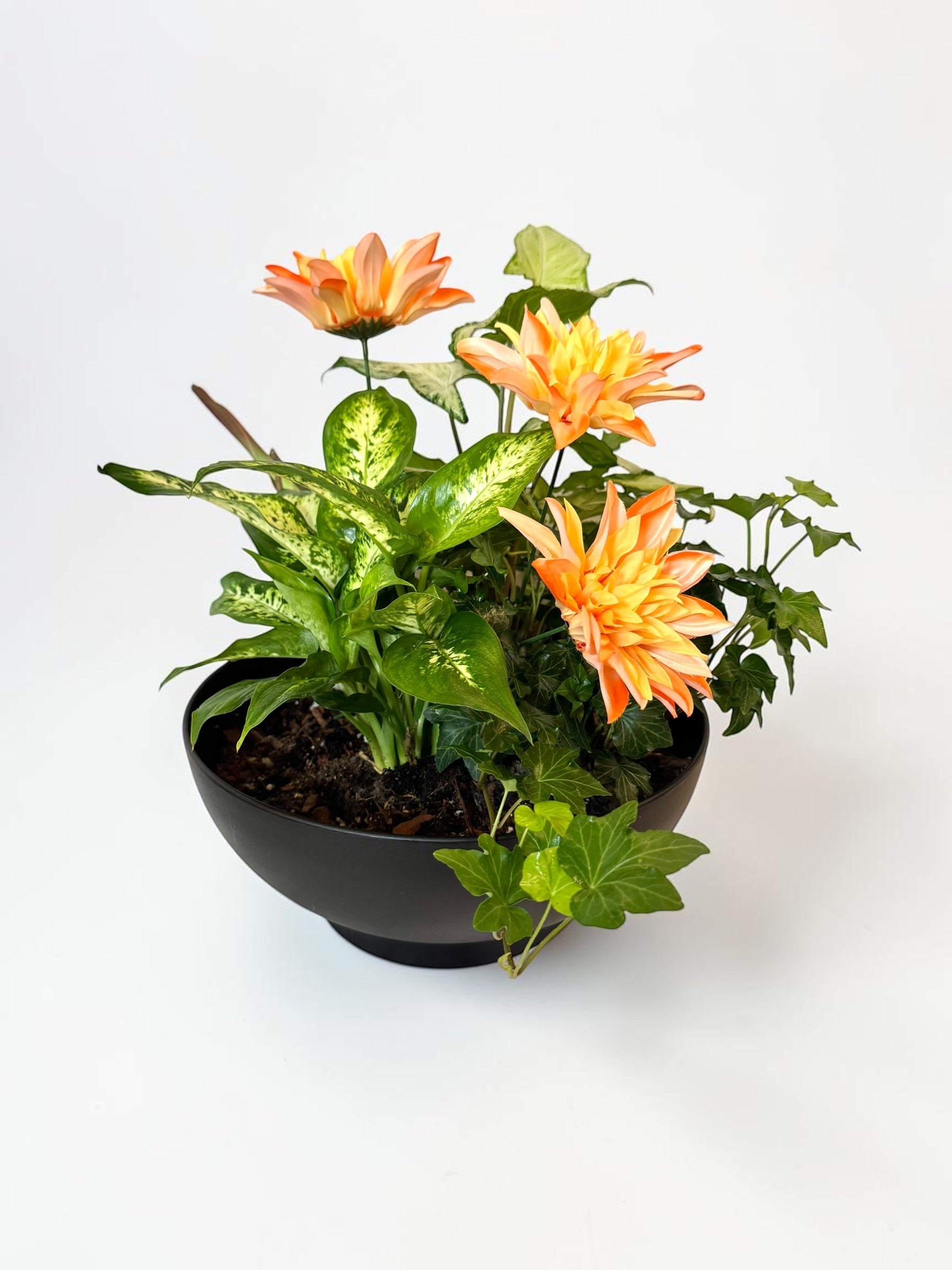 Dish Garden Foliage Arrangement - Large | Black Base