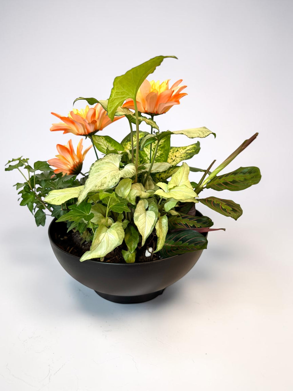 Dish Garden Foliage Arrangement - Large | Black Base