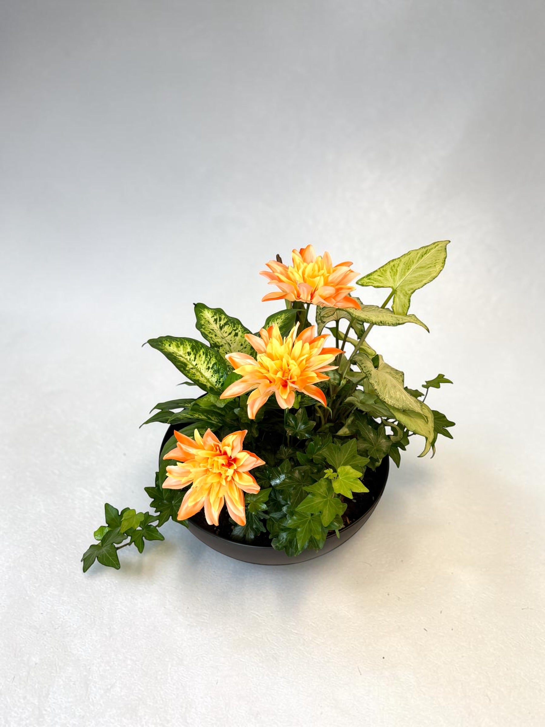 Dish Garden Foliage Arrangement - Large | Black Base