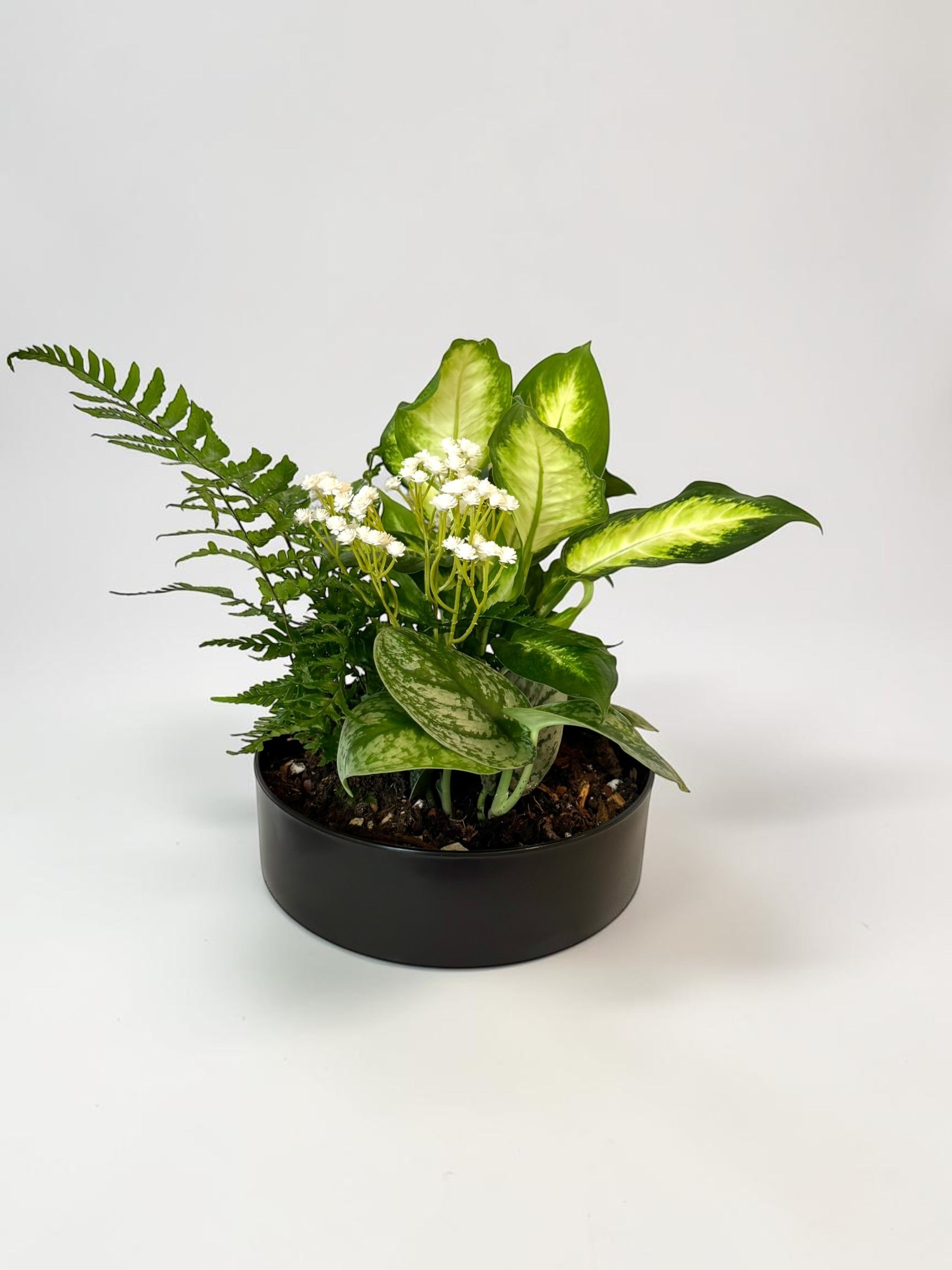 Dish Garden Foliage Arrangement - Regular Medium | Black Base