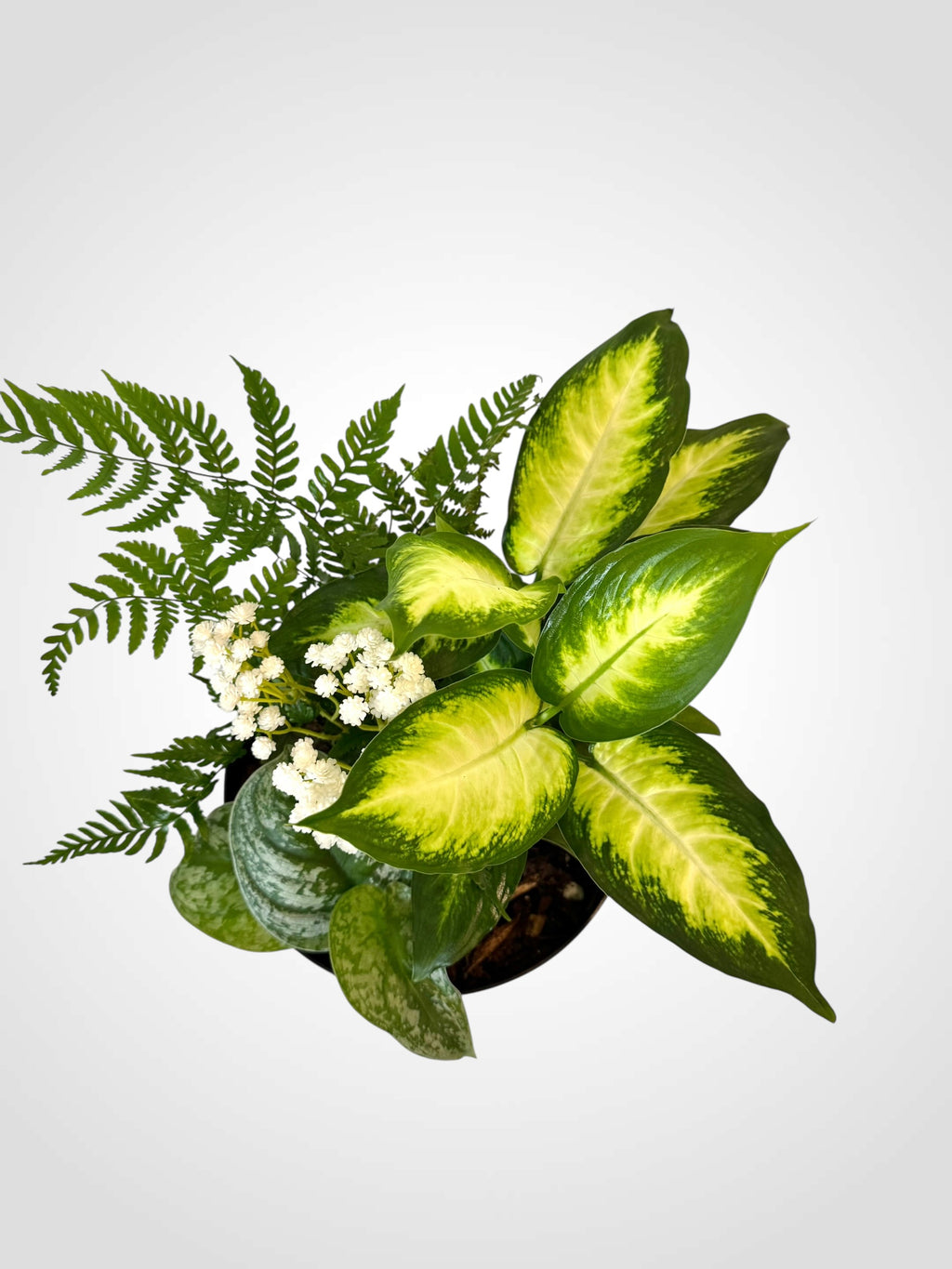 Dish Garden Foliage Arrangement - Regular Medium | Black Base