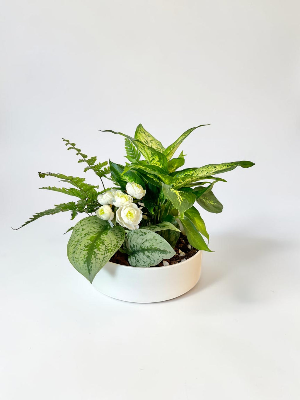 Dish Garden Foliage Arrangement - Regular Medium | White Base