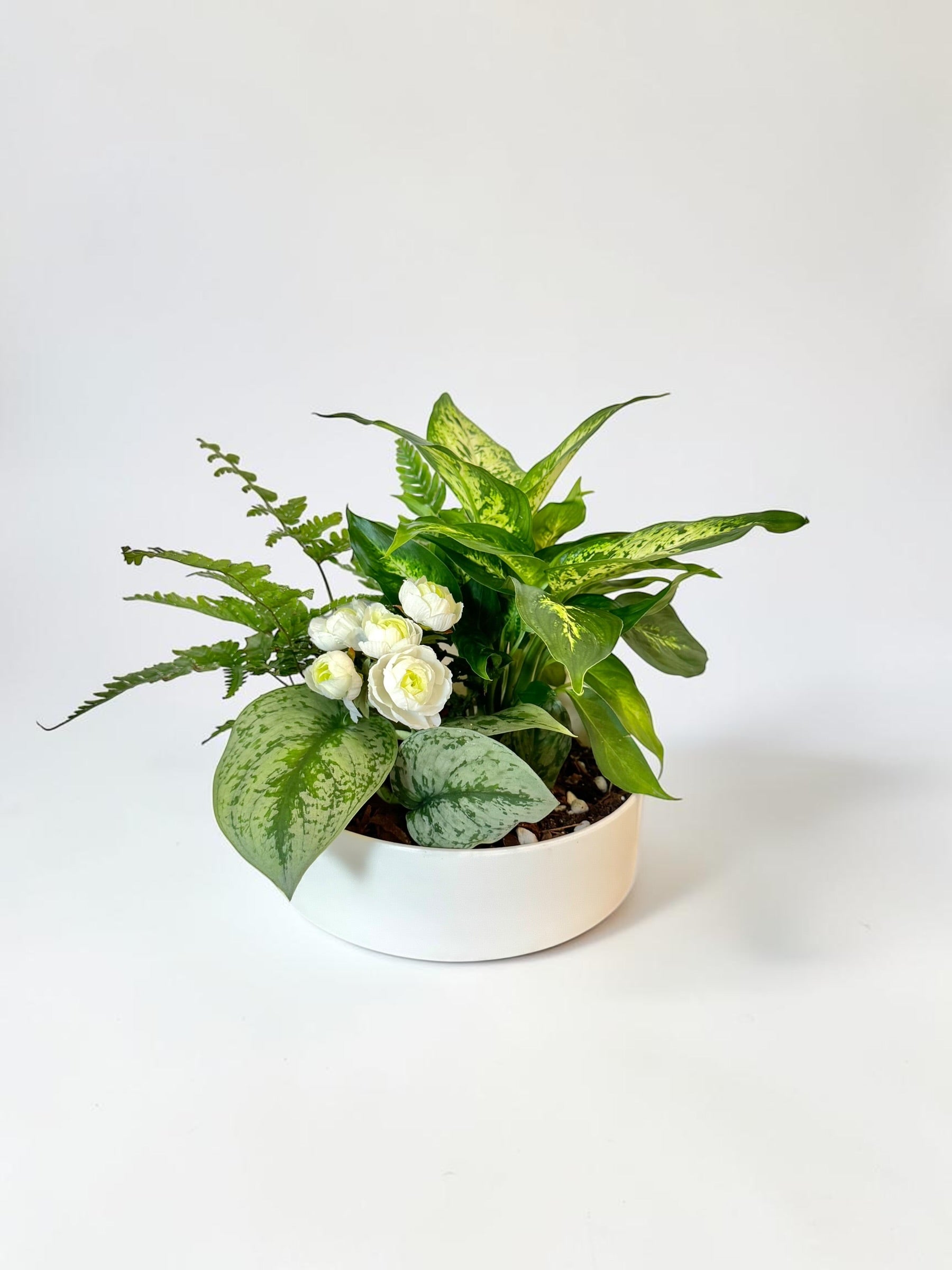 Dish Garden Foliage Arrangement - Regular Medium | White Base