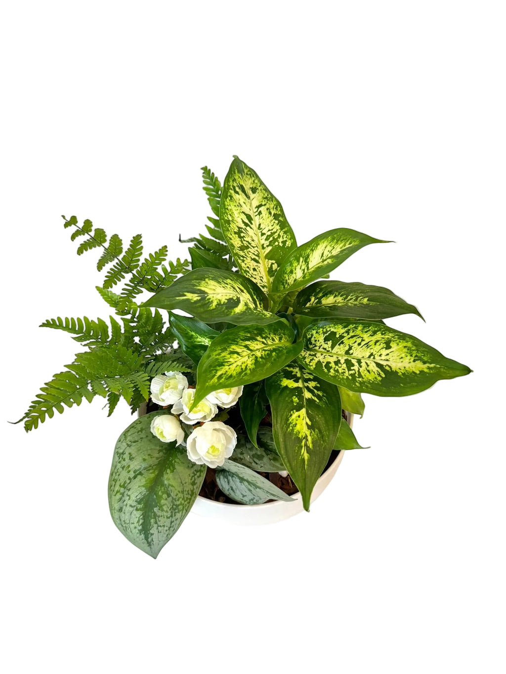 Dish Garden Foliage Arrangement - Regular Medium | White Base