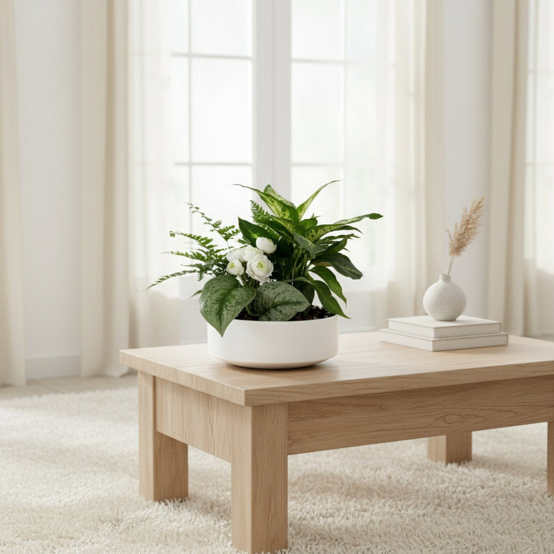 Dish Garden Foliage Arrangement - Regular Medium | White Base