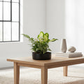 Dish Garden Foliage Arrangement - Regular Medium | Black Base